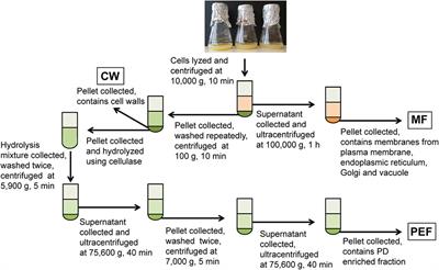 Proteomic Analysis of Plasmodesmata From Populus Cell Suspension Cultures in Relation With Callose Biosynthesis